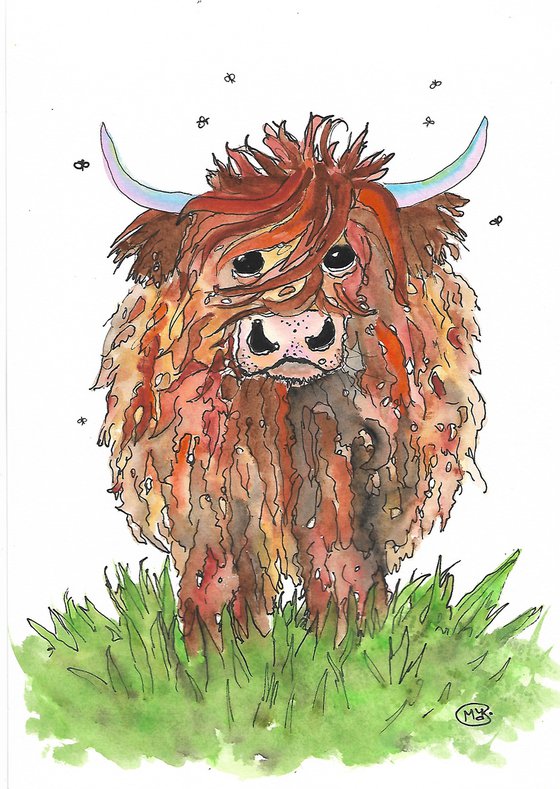 Big Hairy Scottish Highland Cow