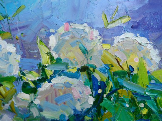"  Hydrangea "