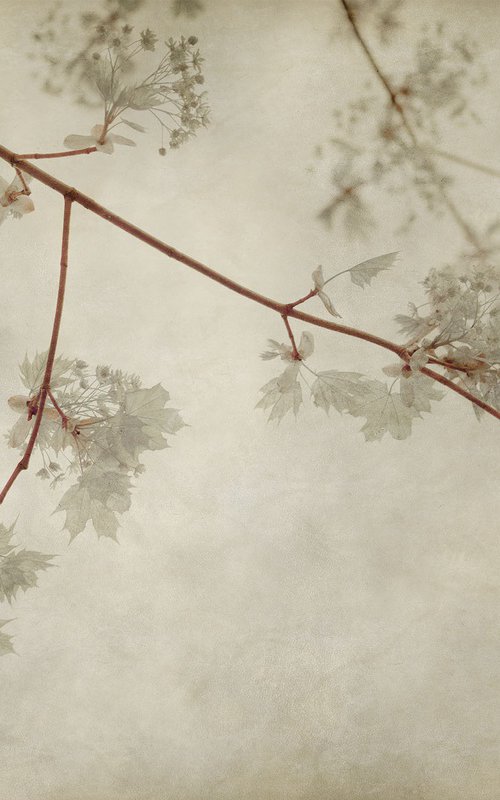 Maple Leaves, 36 x 24" by Brooke T Ryan