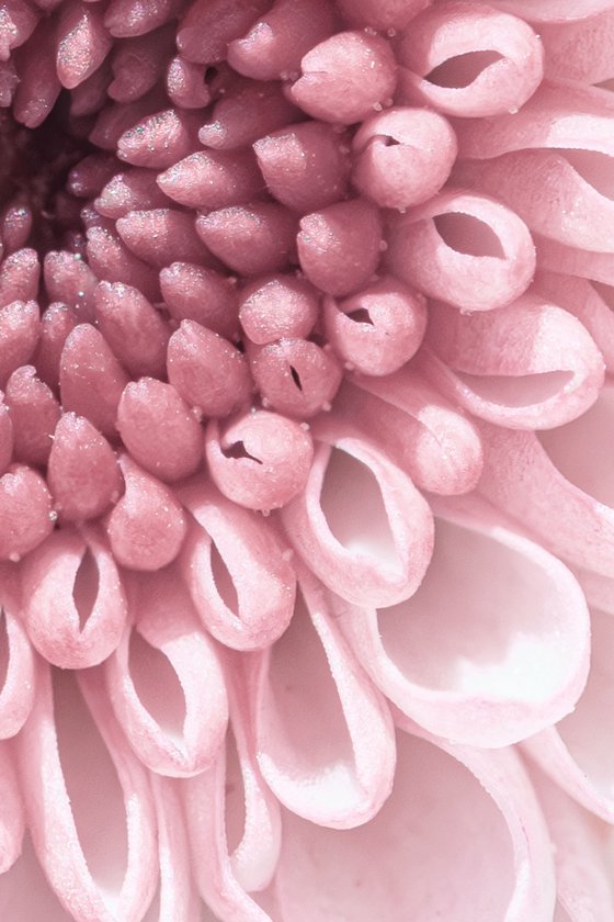 PINK VORTEX OF BLOOM