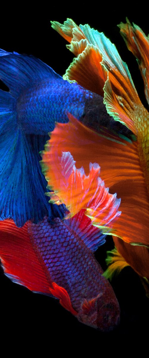 Betta 72 by MICHAEL FILONOW