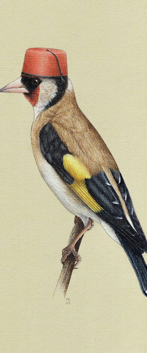 European goldfinch by Mikhail Vedernikov