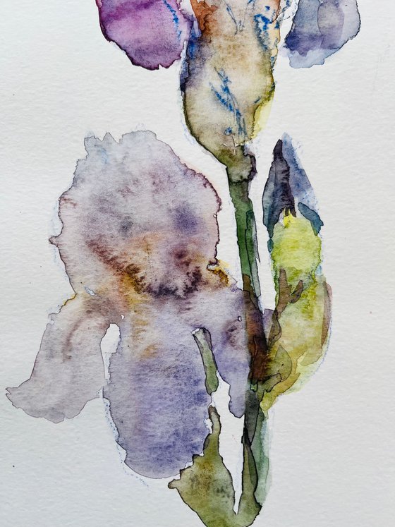 Iris. Original watercolour painting.