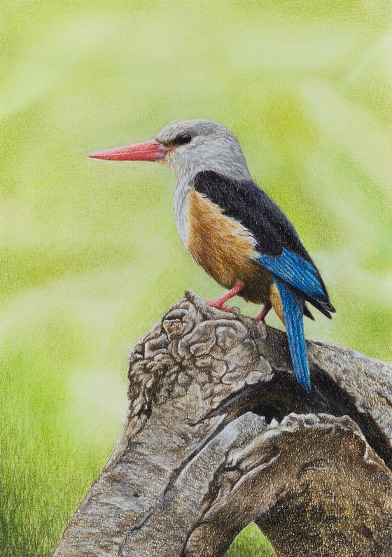 Original pastel drawing bird "Grey-headed kingfisher"