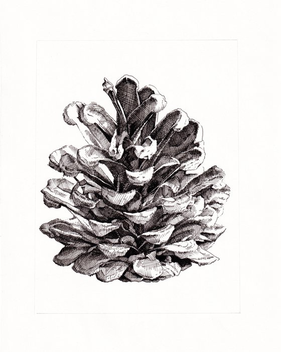 Pine Cone