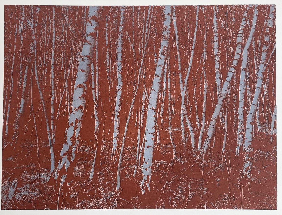 Etchings & Engravings , Wimbledon Birches By Simon Lawson, 24 X 20, Artwork For Sale On Artfinder