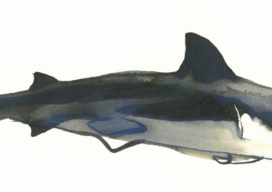 Shark I Animal Drawing