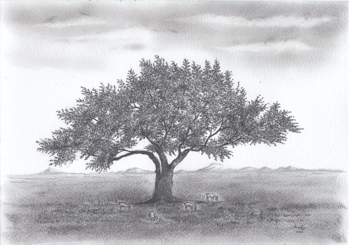 Photorealistic Pencil Drawing , Walnut Tree By Shweta Mahajan, 12 X 8, Artwork For Sale On Artfinder