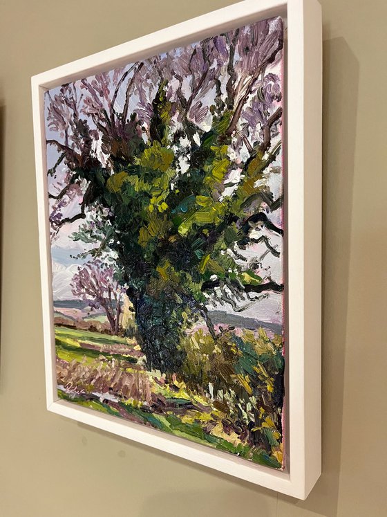 Late Winter Oak