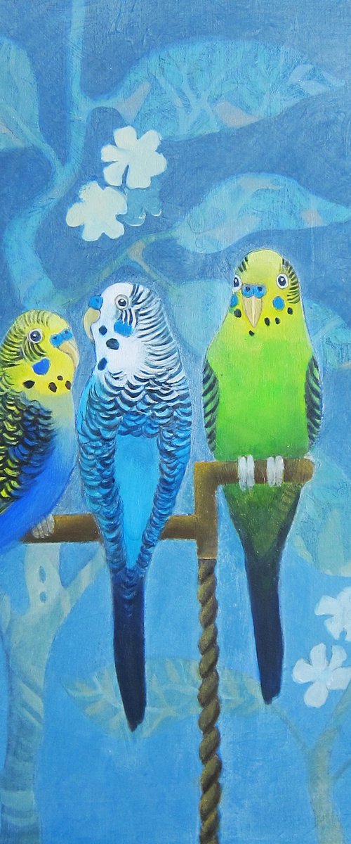 Three Budgies by Sophie Colmer-Stocker