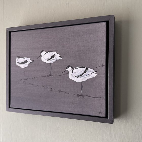 Avocets
