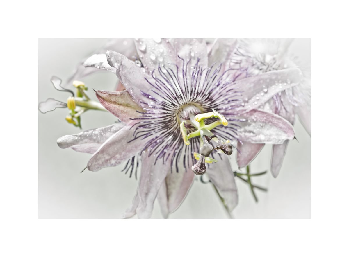 Passion flower by Judith Nicklin