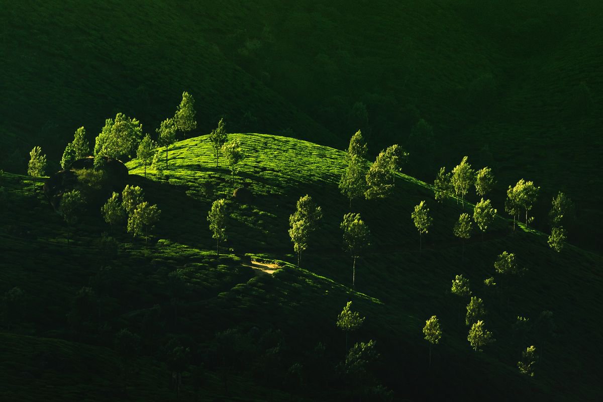 Morning sunshine at the tea plantation - Landscape photo by Peter Zelei
