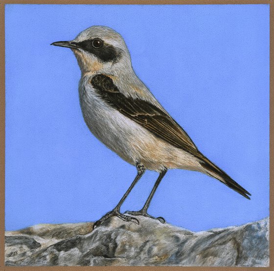 Original pastel drawing bird "Northern wheatear"