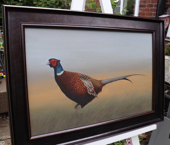 Pheasant in the Field