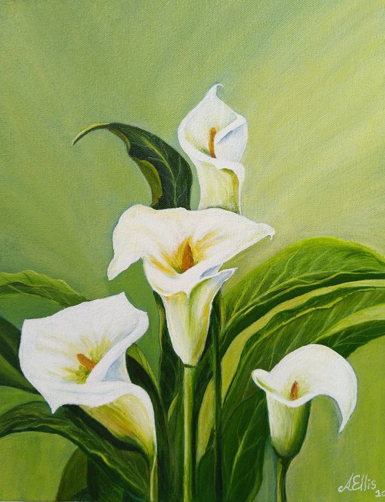 Calla Lilies