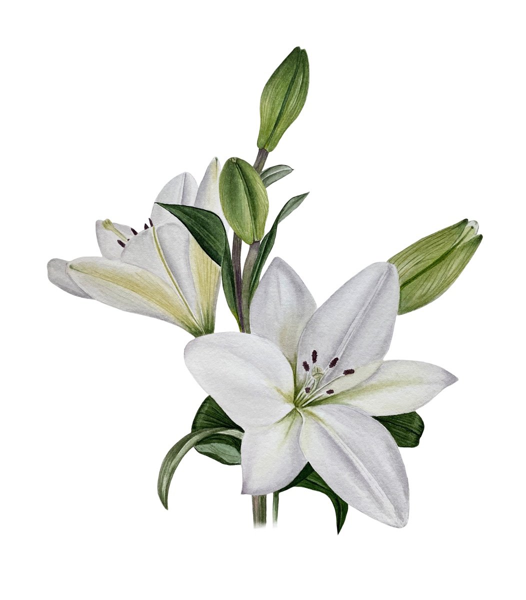 White lilies, watercolor by Tina Shyfruk