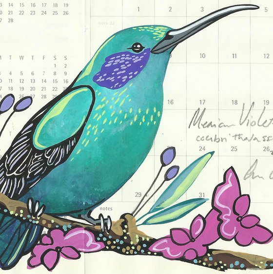 Birds of South America: Mexican Violetear Hummingbird