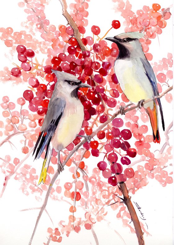 Waxwing Birds and Berries