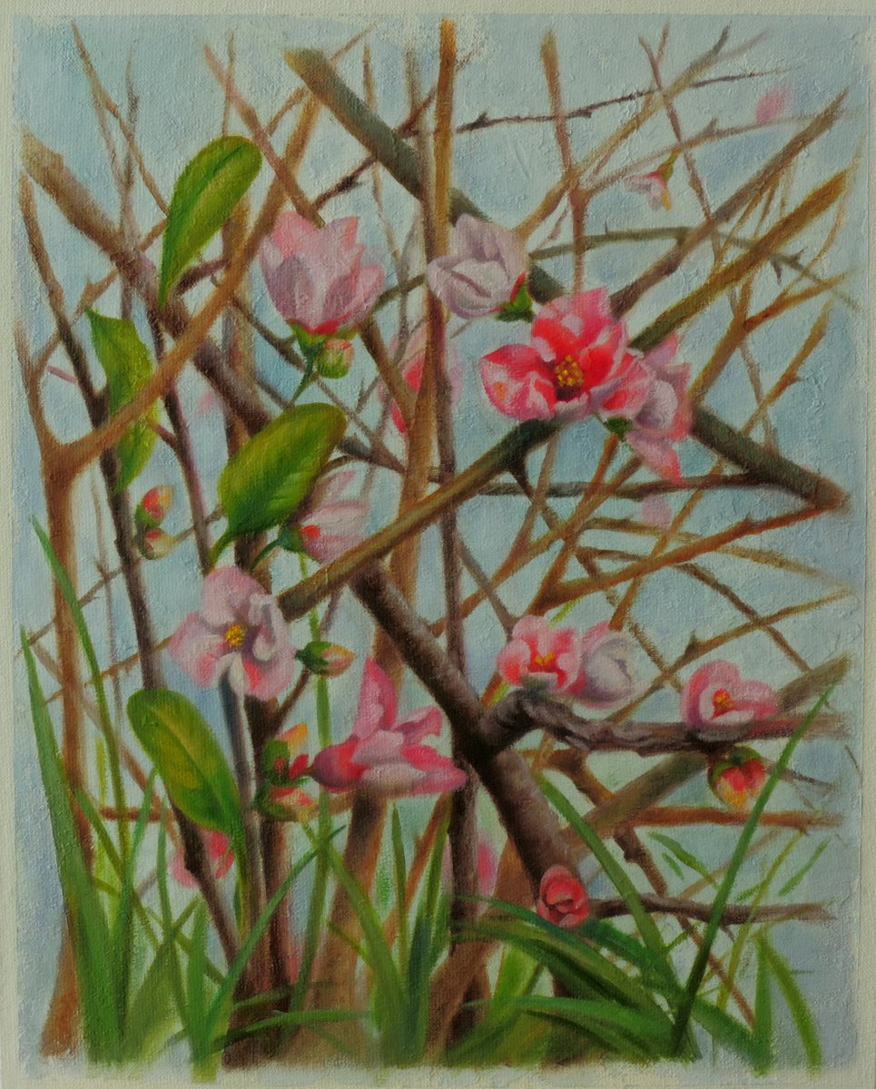 Flowering quince by Laura Marcela Cabral