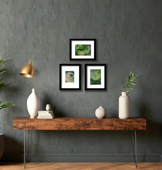 Nautilus Shell Collection 21