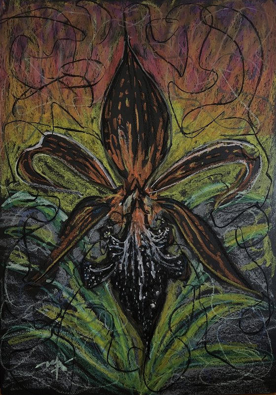 Bloom at the Threshold of Winter