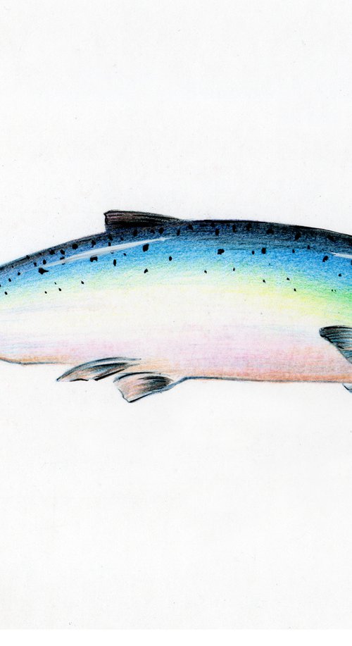 Trout Drawing by Paul Gurney