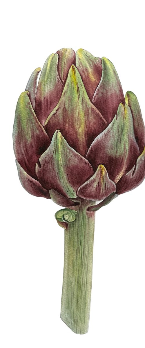 Artichoke. Original watercolor artvork. by Nataliia Kupchyk