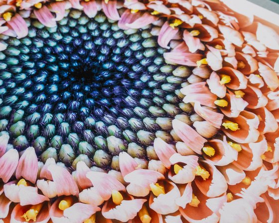 The Still Swirl of Gerbera