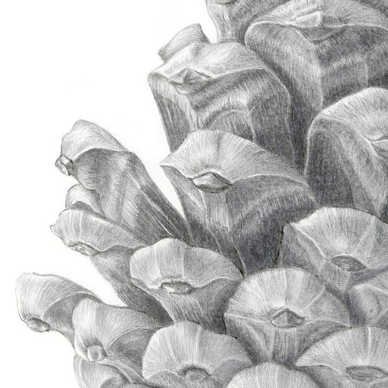 Pine Cone Silverpoint