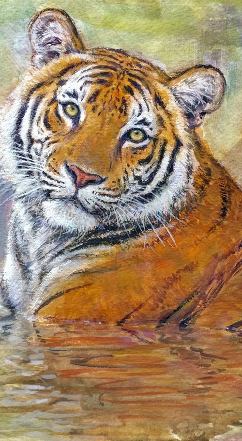 Summer in Bandhavgarh by Gabriel Hermida