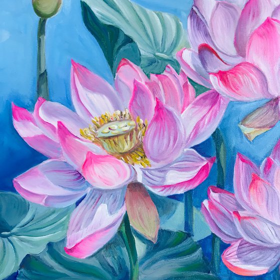 Dance of Pink Water Lilies