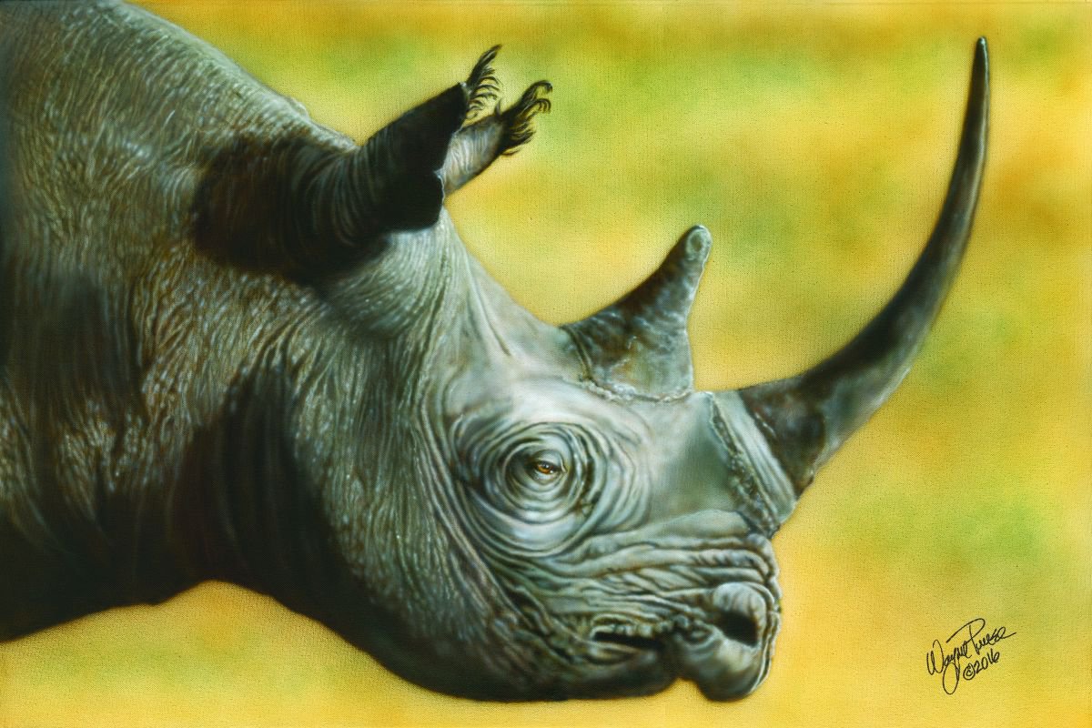 White Rhino by Wayne Pruse