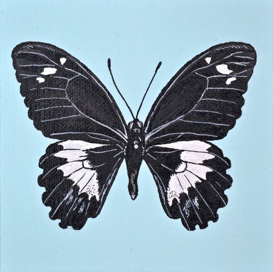 Specimen 011 - Orchard Swallowtail (Papilio aegeus)