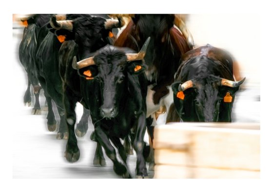 Running Bulls. Limited Edition 1/50 15x10 inch Photographic Print