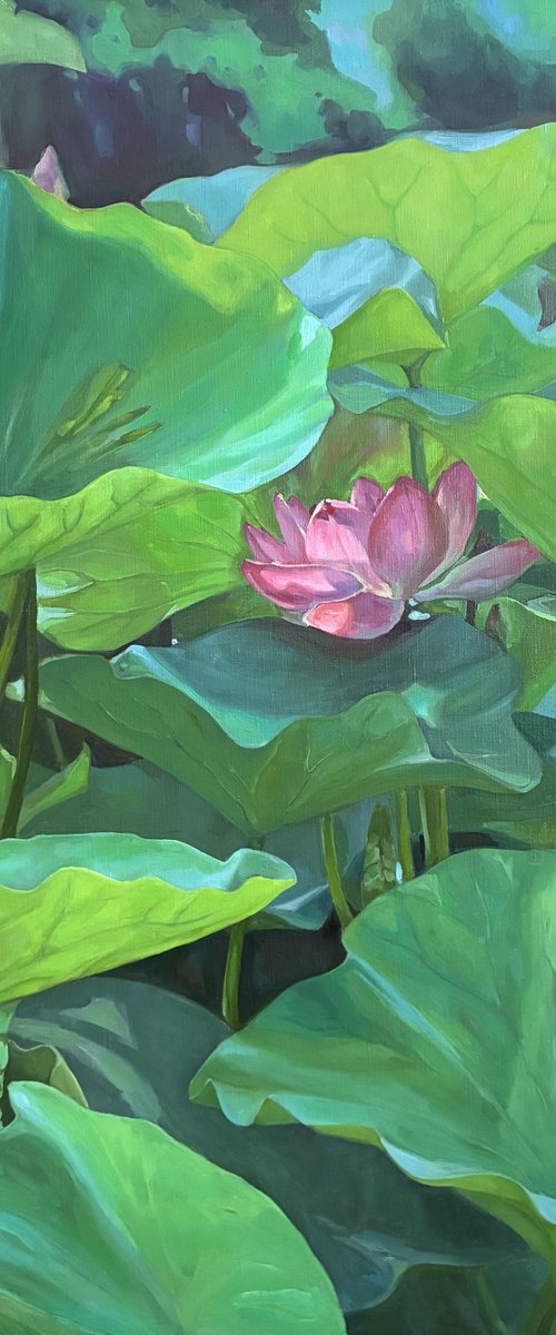 Blooming lotuses. Maturity by Guzel Min