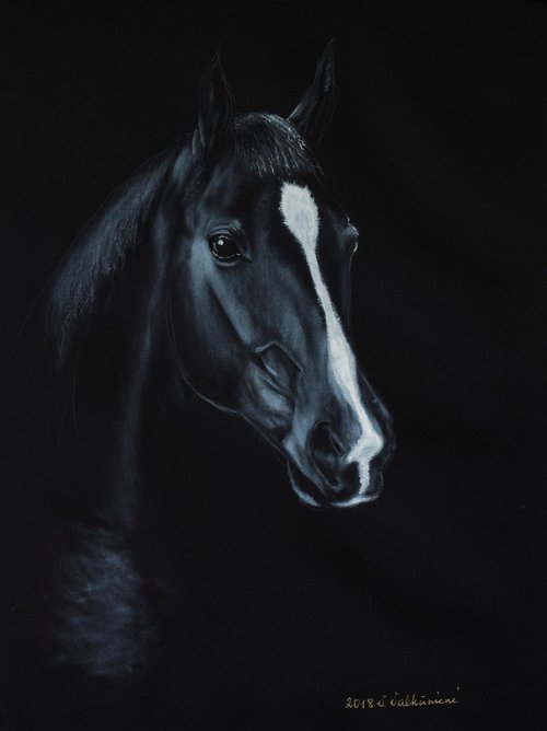 Black Stallion by Vanda Valkuniene
