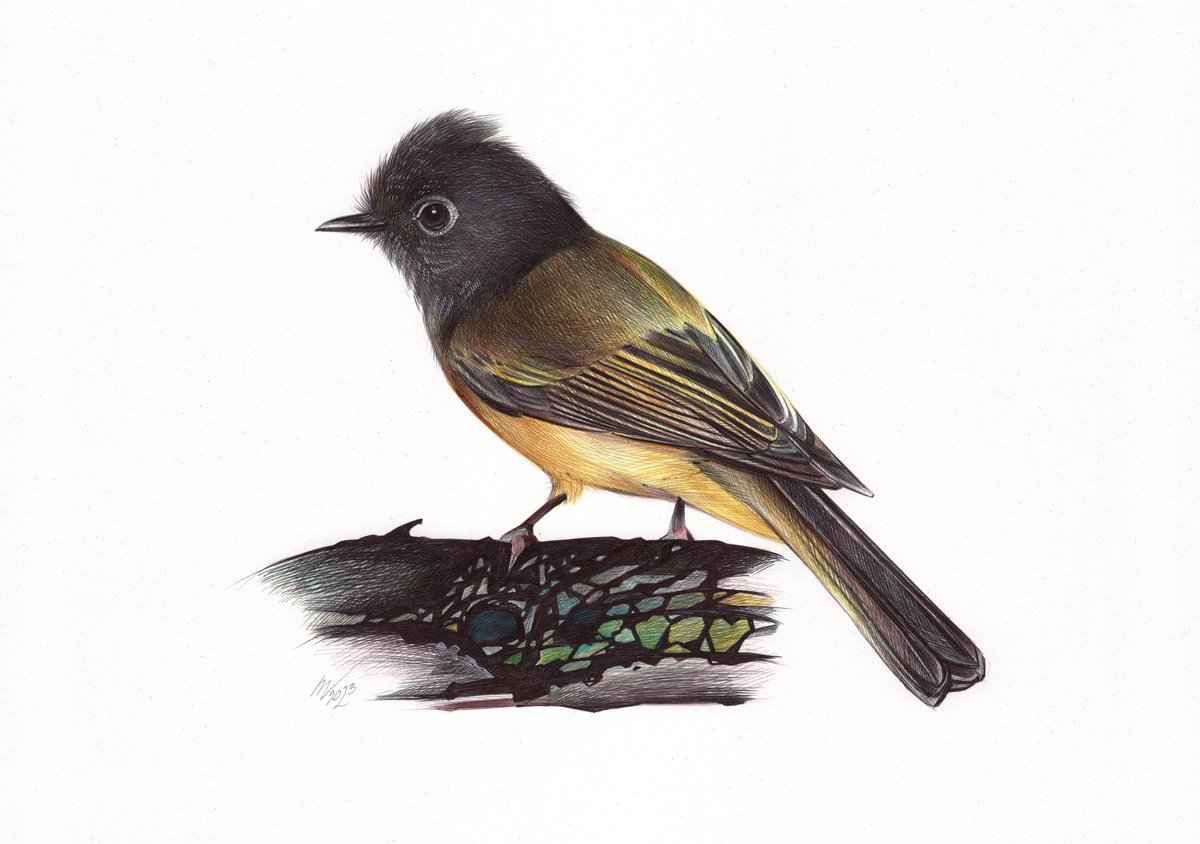 Photorealistic Animal Drawing By Daria Maier, 13 X 9, Grey-Headed Canary-Flycatcher, Original Artwork