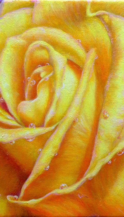 Rose. Yellow rose. by Anastasia Woron