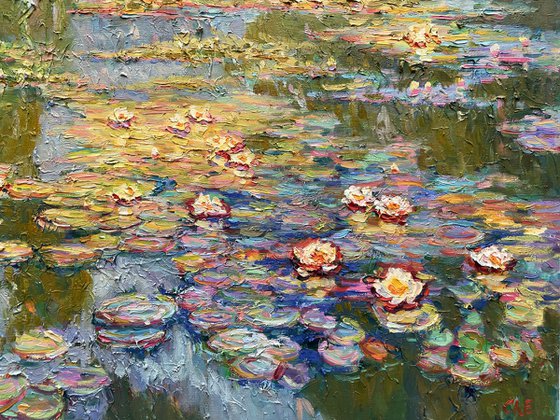 Water lilies in the pond