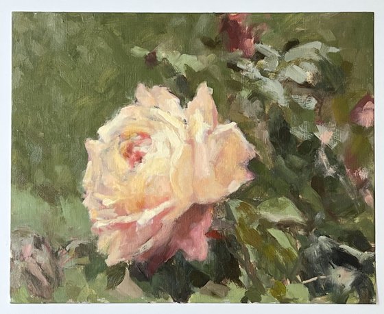 Study of a Peach Rose