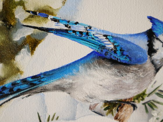 Blue Jay on Snowy Branches