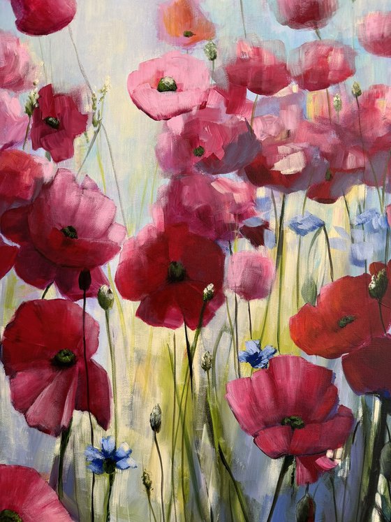 Poppies Land 11