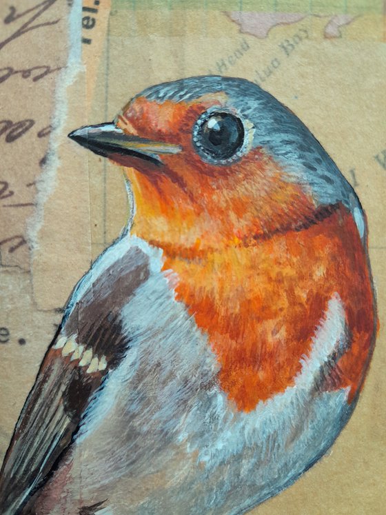 A biscuit for Robin