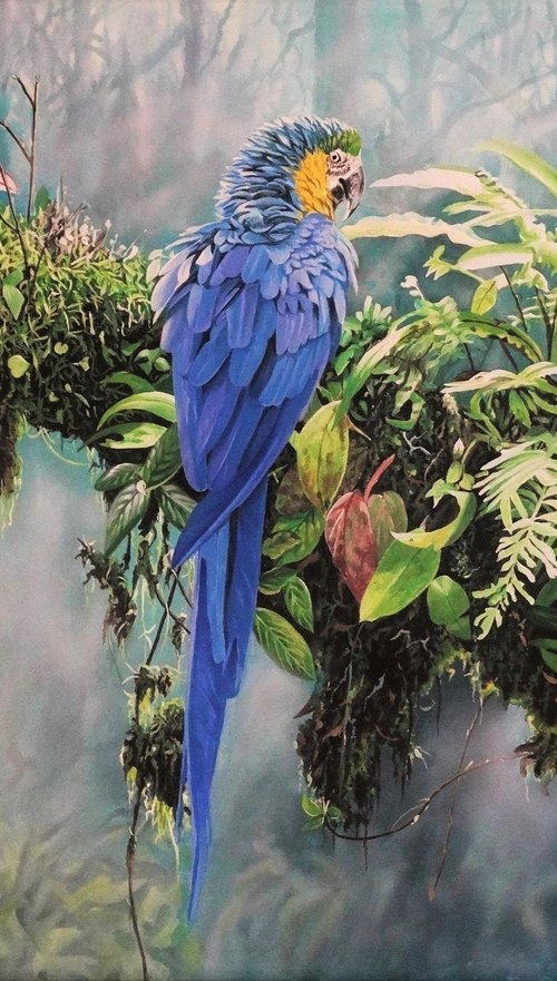 Blue and Yellow Macaws by Julian Wheat