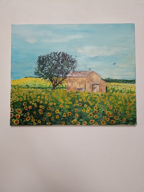 Sunflowers field