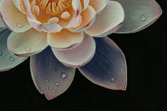 Lotus Mystery