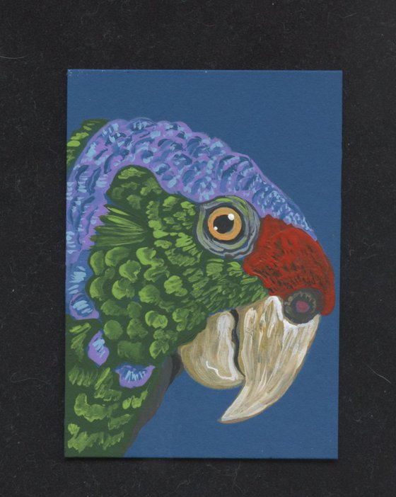 ACEO ATC Original Miniature Painting Lilac Crowned Amazon Parrot Pet Bird Art-Carla Smale