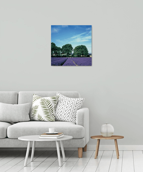 Hampshire Lavender
