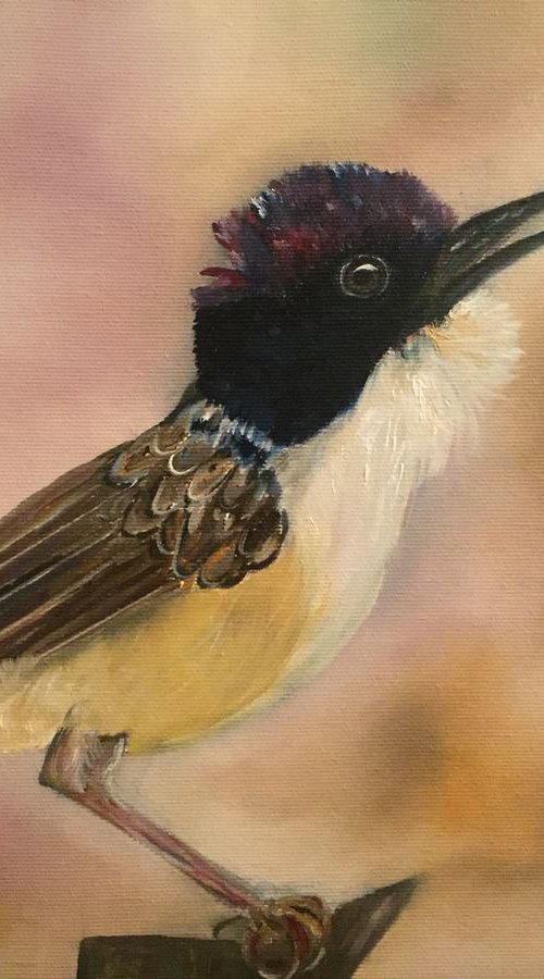 Little Bird by Timea  Valsami